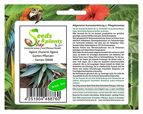 Stk - 10x Agave chazaroi Agave Garten Pflanzen - Samen ID666 - Seeds & Plants Shop by Ipsa