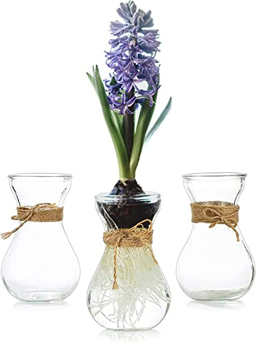 Hewory - Jarrón de Cristal pequeño para Flores, Juego de 3 jarrones Transparentes a Granel con Cuerda de Cordel para forzar el Crecimiento de bulbos de Jacinto, Aguacate, Plantas para Boda