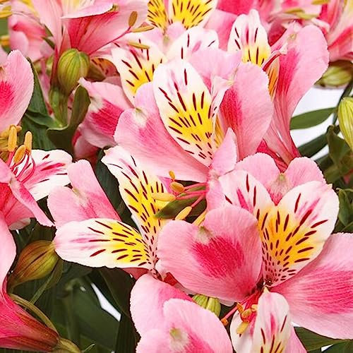 lamphle 200 Pz/borsa Semi di giglio peruviano Miscela aromatica di lunga durata Colore Piante in vaso Piantine Decorazione cortile Fiore Albero da frutto Semi di erba vegetale Mescola il colore