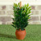 The Dolls House Emporium Plant in Terracotta Pot