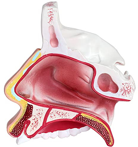 Anatomie Modell Lehrmodell Menschliche Nasenhöhle Obere mittlere und untere Nasenmuschel Mensch Conchae Nasales Anatomisches Nasen Model Vergrößert MedMod
