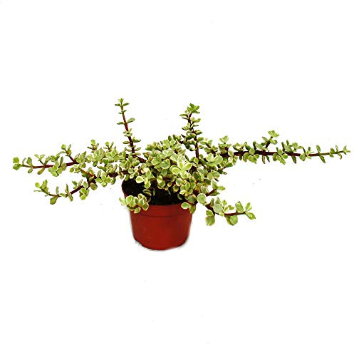 Zimmerpflanze Portulacaria afra var. Jadebaum 12cm Topf