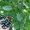 5 Teile/beutel Bodhi Baum Samen Leichte Immergrüne Verflochtene Wurzel Bonsai Garten Ficus Religiosa Samen Blume Obst Baum Gemüse Samen Bodhi-Samen
