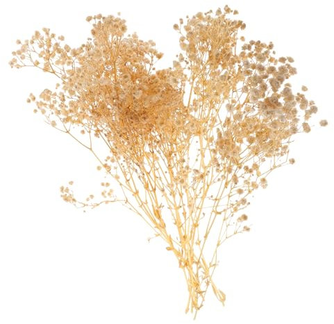 LIFKOME 1 Trockene Blumen Hochzeitsdekoration Trockenblumenstrauß Schleierkrautzweig Schleierkrautblüten Getrocknet Wohnkultur Esstisch Brautjungfer Getrocknete Blumen Kleine Trockenblumen