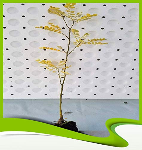 Sophora Japonica (japanischer Pagodenbaum) – Pflanze