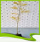 Sophora Japonica (japanischer Pagodenbaum) – Pflanze