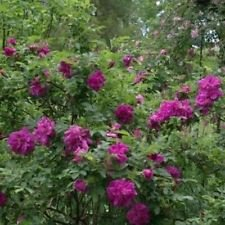 Red Rugosa Rose Bush Seeds (Rosa rugosa x Rubra) 25+ Seeds (50+)