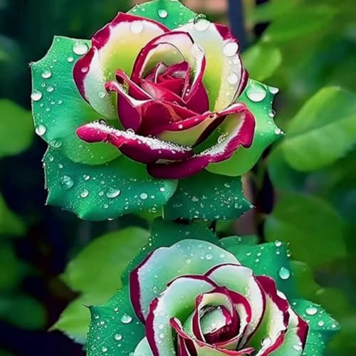 200 Graines de Roses Rares Grimpantes – Non-OGM, Pollinisation Ouverte – Pour Balcon et Jardin Extérieur (Vert)