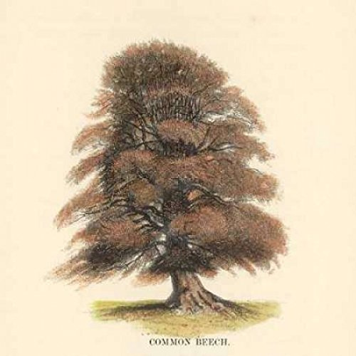 Common Beech Poster Print by Samuel Williams (24 x 24)