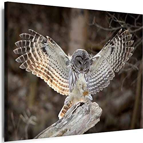 Myartstyle Leinwand Bilder Natur Eule Tiere Vogel Kunst Wandbilder 100 x 70 cm - fr-5