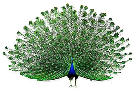 SCSHY Auto-Aufkleber 16.7 * 11Cm Coolste Vögel Farbige Pfau Dekor Auto Aufkleber Grafik Personalisiertes Zubehör