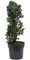 Ceanothus thyrsiflorus var. repens - Kalifornischer Flieder - Pyramide 60 cm Kleinstrauch winterhart für Kübel, Garten