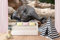 Vlies Fototapete JUNGER INDISCHER ELEFANT 375 x 250 cm (inkl. Kleister) - Vlies Tapete, Wandtapete, Wandbilder - Tapete für Wohnzimmer Schlafzimmer, Büro, Küche - Montagefertig