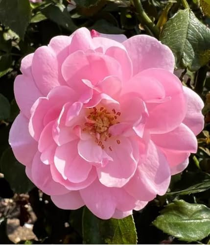 'Bonica' Standard Rose (100cm) - Soft Pink Blooms - Potted Rose Tree - Lovely Gift Idea