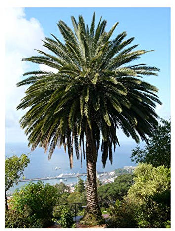 Kanarische Dattelpalme (Phoenix canariensis) 10 Samen -Tolle Zimmerpflanze-