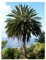 Kanarische Dattelpalme (Phoenix canariensis) 10 Samen -Tolle Zimmerpflanze-