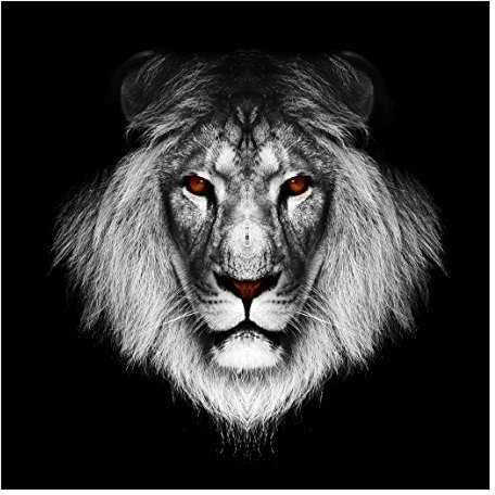 Vliestapete - Dark Lion II - Fototapete Quadrat Vlies Tapete Wandtapete Wandbild Foto 3D Fototapete, Größe HxB: 288cm x 288cm