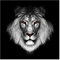Vliestapete - Dark Lion II - Fototapete Quadrat Vlies Tapete Wandtapete Wandbild Foto 3D Fototapete, Größe HxB: 288cm x 288cm