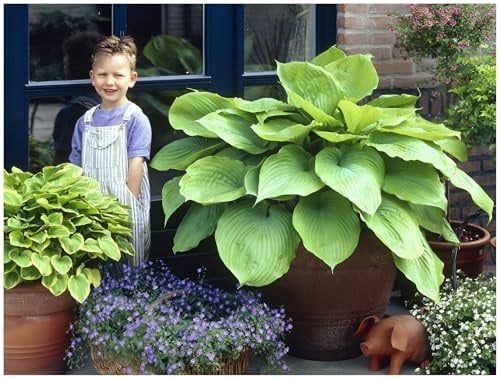 Stauden Gänge 1 x Hosta x cultorum 'Sum and Substance' winterhart | Winterharter Bodendecker für Halbschatten bis Schatten, Blüte Juli bis August, mehrjährig, 1 L Topf (11x11 cm)
