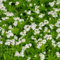 200 pcs waldmeister samen mehrjährig, balkonpflanzen winterhart, hochbeet samen (Galium odoratum) kräuterbeet indoor, seltene samen kräutertopf balkon, garten pflanzen kräutergarten,