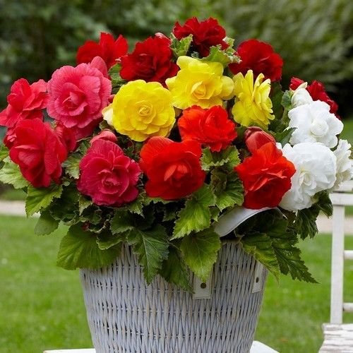 Semi Begonia Fiore Doppio Mix (Begonia Tuberosa) 30 + Semi