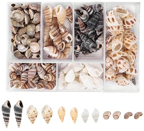 Packung mit 100 Muscheln, Natürliches Muschelset, unbearbeitete Muschelschalen für DIY-Schmuck, Dekorationen und Bastelprojekte - perfekt für Heimdekoration und nautische Themen