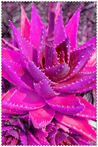 Kalash Nuova 100 pezzi Succulente Aloe Vera semi di piante per Giardinaggio Pink 2