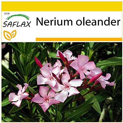 SAFLAX - Anzucht Set - Oleander - 50 Samen - Mit Mini-Gewächshaus, Anzuchtsubstrat und 2 Töpfen - Nerium oleander