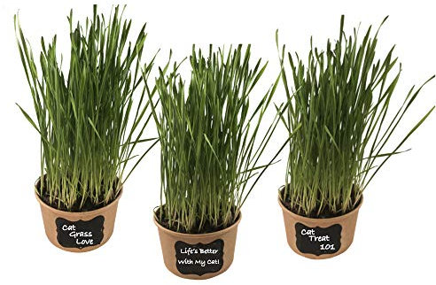 Microgreen Pros™ Organic Non GMO Easy Cat Grass Kit (3 Pack) Just Add Water. Includes Wheatgrass Seed, Fibre Soil, Cups, Chalkboard Labels & Chalk. Your Pets Will Love This
