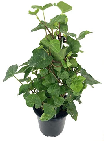 Hiedra Inglesa Enana | DECOALIVE | Hiedra Planta Natural de Color Verde | Planta de Interior y Exterior