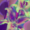 Lilium martagon zwiebeln,Winterharte mehrjährig,Seltene Pflanzen,Dekorative Blumen,lilien Deko,lilie Riesen,Lilien Im topf,duft lilien,lilien knollen,lilien zwiebeln winterhart.-10 zwiebeln-I