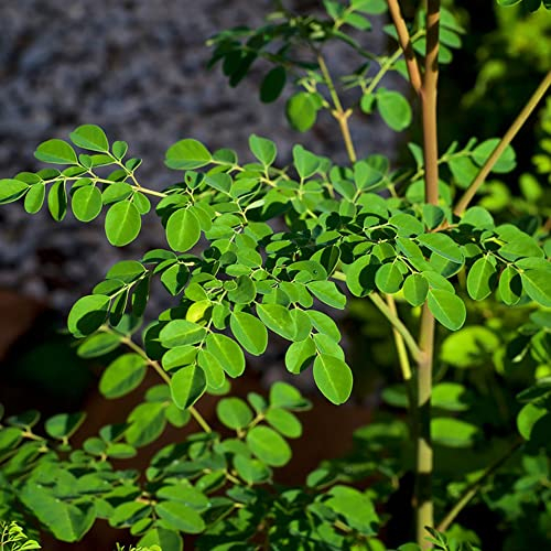 Moringa Samen BäUme Garten Winterhart Gartenpflanzen Bonsai Pflanzensamen Winterharte Pflanzen Aufrechter Wuchs Winterharte KüBelpflanzen Saat Exotische Pflanzen Bonsai Baum 20 Moringa Saatgut