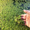 Luojuny Semillas de lenteja de agua, 100 Unids/bolsa Semillas de lenteja de agua Plantas flotantes de alta germinación Plantas de semillero de hierba de tanque de peces raros para acuario Semillas
