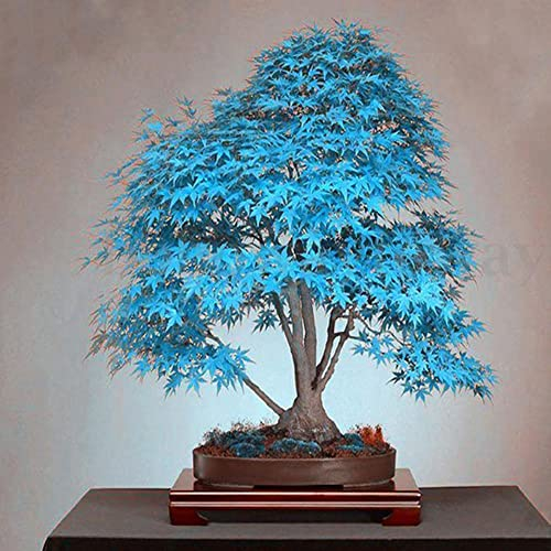 Haloppe 30 Stücke Blauer Ahorn Baum Pflanzen Samen für Hausgarten Pflanzen, Blauer Ahorn Baum Samen Zierpflanze Miniascape Garten Hof Bonsai Decor Ahornbaum-Samen
