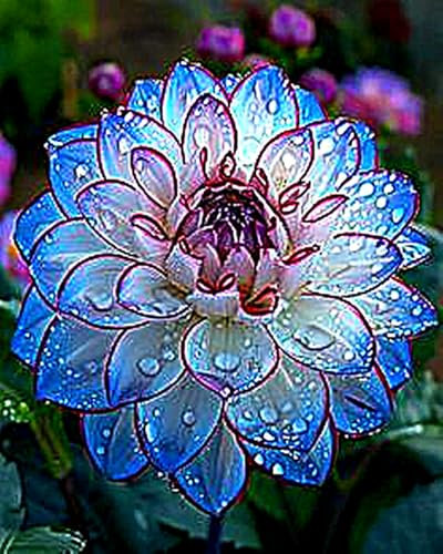 2zwiebeln-Dahlienzwiebeln, Dahlien Knollen，Winterhart MehrjäHrig,Blumenzwiebeln, Winterhart， Stauden, Blumenzwiebeln, GroßE Blumen，Dahlien Knollen Winterhart-B