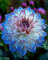 2zwiebeln-Dahlienzwiebeln, Dahlien Knollen，Winterhart MehrjäHrig,Blumenzwiebeln, Winterhart， Stauden, Blumenzwiebeln, GroßE Blumen，Dahlien Knollen Winterhart-B