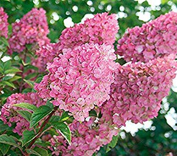 20 Stück Hydrangea Samen paniculata ‚Vanille Fraise‘ Erdbeer-Hortensie Samen Bonsai Blumensamen Topfpflanze für Hausgarten Gelb