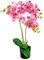 Leaf Design UK Realistic Artificial Orchid Flower Display in Pot, 60cm Light Pink