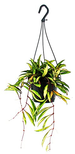 Exotenherz - Planta de interior para colgar - Hoya wayetii tricolor - Flor de cera de 14 cm semáforo