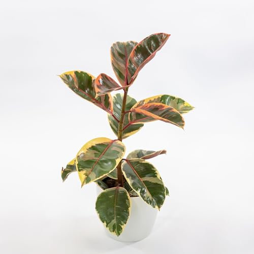 Ficus elastica Belize