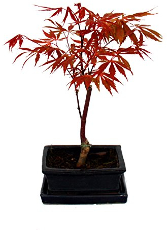 Exotenherz - Bonsai Japanischer Fächerahorn - Acer palm. atropurpureum 15cm eckige Schale