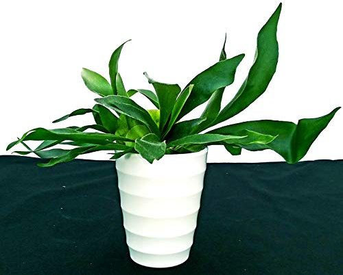 POWERS TO FLOWERS - PLATYCERIUM ALCICORNE IN VASO CERAMICA BIANCO, pianta vera
