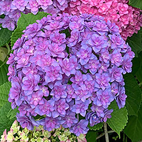 Haloppe 50 Unids Flores de Hortensia Semillas de Plantas para la Plantación de Jardín en Casa, Semillas de Flores Esféricas Enormes Bolas de Nieve Pequeñas Raras Naturales para Jardín Morado osc