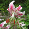 Ein Paket 50 Stücke Rosa Punkt Lilium Brownii Blumensamen Balkon Bonsai Hof Pflanze Lilie Blumensamen