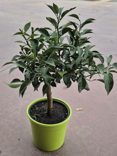 3 Stück Citrus junos Yuzu ca. 50 cm - Exotische Zitrusfrucht für Garten und Balkon - frosthart bis -12°C