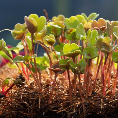 Haxnicks Microgreens Growing Mats, 33 x 18 cm, Hemp Fibre, Natural Latex, Biodegradable