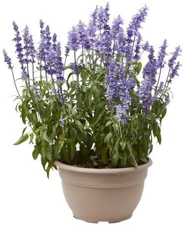 Verdecora Salvia farinacea maceta Ø25 cm | Planta natural de Flor Azul-Violeta | Ideal para Jardines Soleados, Borduras y Macetas de Verano