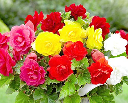 4 Angel Wing Begonia Double Mix Color Flower Plant in 9cm Pot Outdoor Garden Herb