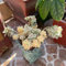 piante succulente piante vere - semi verdi succulente in vaso bonsai - rare - perenni resistenti e perenni semi di da esterno di da giardino letto erbe aromatiche resistenti per il 40pcs