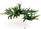 POWERS TO FLOWERS - PLATYCERIUM ALCICORNE IN VASO CERAMICA BIANCO DOUBLE, piante vere